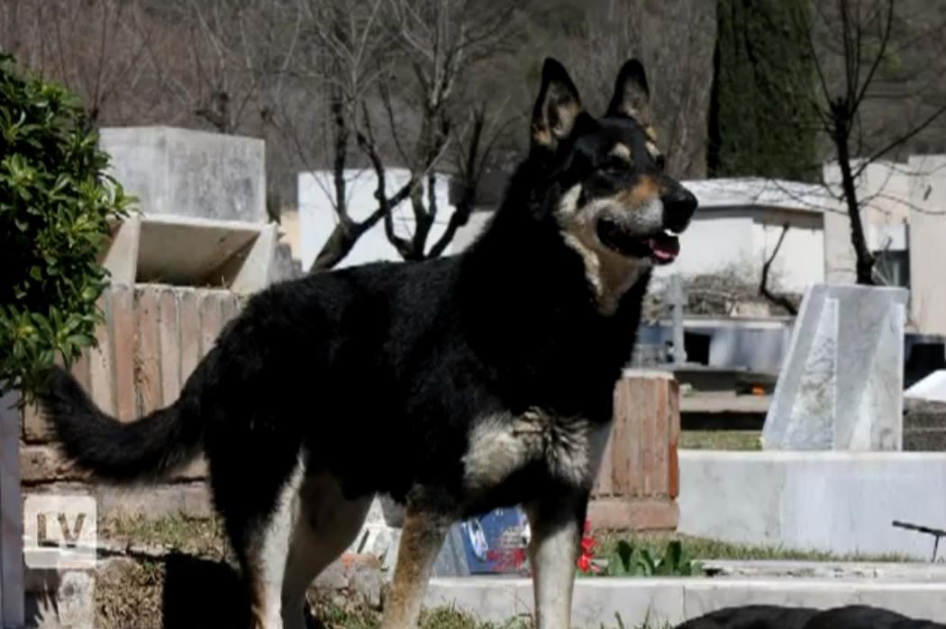 Husse, Hund, Schäfer